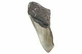 Partial, Fossil Megalodon Tooth - North Carolina #376539-1